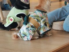 -南京Hallo宠物乐园·哈罗犬舍·柴犬繁育基地