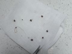 -嘉馨宠物医院·CT影像转诊·心脏科·犬猫全科诊疗中心(下沙大学城院区)