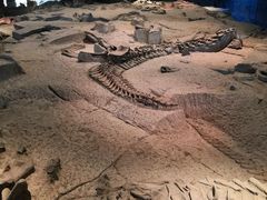 -自贡恐龙博物馆