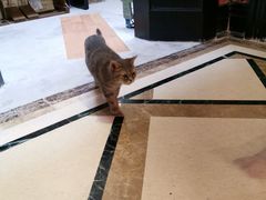 -猫色咖啡·猫咖