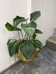 -苗方清颜专业祛痘·皮肤管理