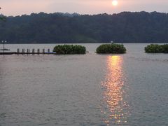 -金盆阿嬷香菇茶叶蛋(玄光店)