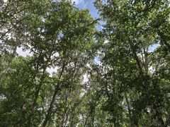 -粘豆包柴火铁锅炖