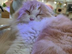 -喵园·猫主题咖啡厅·撸猫·猫咖(国贸店)