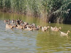 -野鸭湖国家湿地公园