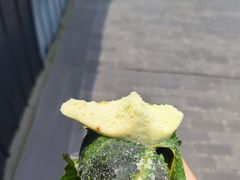 -叶婆婆豆浆馍馍