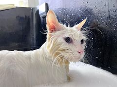 -佳雯宠物医院(金华南路分院)