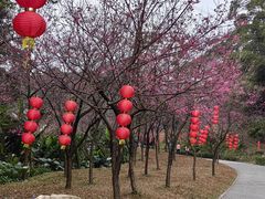 -广州市帽峰山景区
