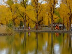 -金塔沙漠胡杨林景区