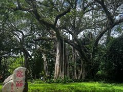-瑞丽独树成林风景区