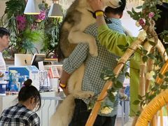 -Husky Go! 哈士奇体验馆·宠物咖啡厅狗咖