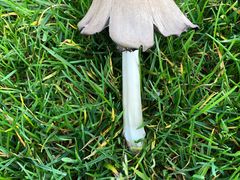 -前小桔亲子创意农场·草莓采摘·露营烧烤