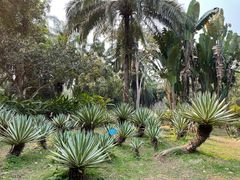 -中国科学院西双版纳热带植物园