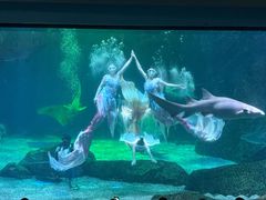 -海合安成都极地海洋公园