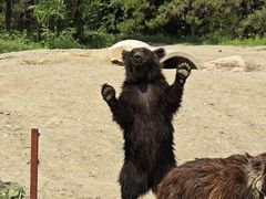 -沈阳森林动物园