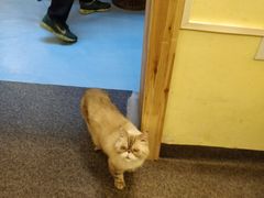 -猫色咖啡·猫咖