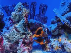 -上海海洋水族馆