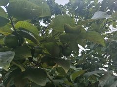 -无锡梁鸿湿地丽笙度假酒店·流觞西餐厅