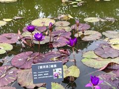 -国家植物园