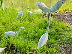 -溱湖国家湿地公园