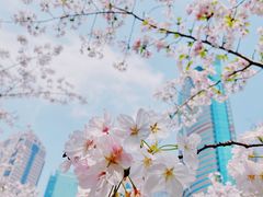 -陆家嘴中心绿地