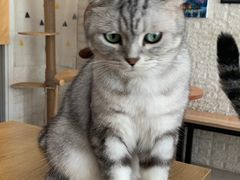 -平行世界·猫咖(首经贸店)