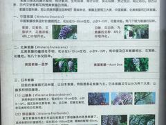 -嘉定紫藤园