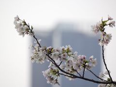 -甘棠公园