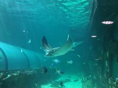 -悉尼海洋生物水族馆