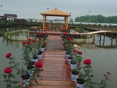 -同銮特种养殖场·龙虾垂钓