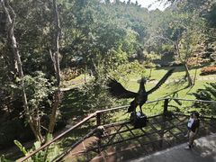 -清迈丛林飞跃 JungleFlight