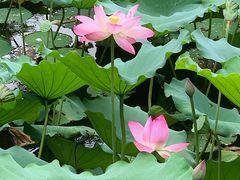-荔湾湖公园