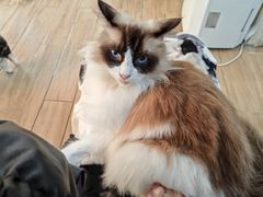 -李小姐の猫咖啡馆(五角场店)