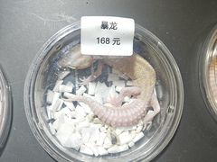 -酷以爬仙阁实体爬宠店·守宫·蜥蜴·专业繁育
