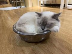 -滚猫咖啡·猫咖·猫友好撸猫(未来城店)