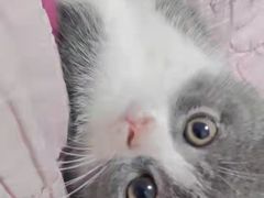 -客栈猫舍(中央北路店)