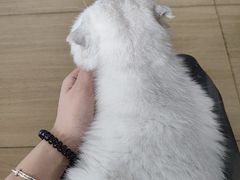 -是阿柴呀！柴犬咖啡·爱喵喵猫咖