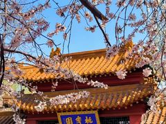 -桃花堤公园