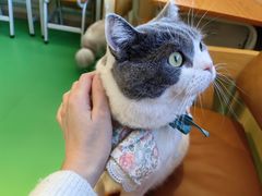 -MOCHA明星猫咖(田子坊店)