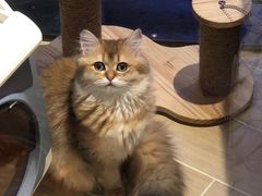 -momokira米努特·德文卷毛猫·棉花面纱犬