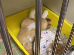 -瑞派宠物医院·24小时骨科·心脏·核磁(哈尔滨南岗店)