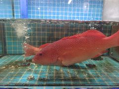 -坛南湾阿强农家乐.海鲜大排档老字号(福州地标美食店)