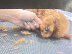-宠物家(角门东店)