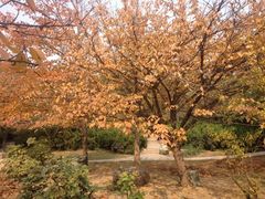 iphone_upload_pic-西安青龙寺遗址景区
