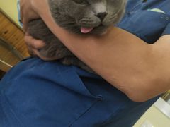 -瑞派长江宠物医院·猫科·外科·24小时夜护(谊城公寓分院)