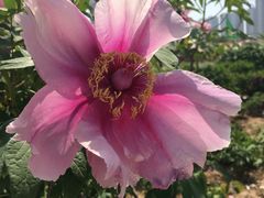 -曹州百花园