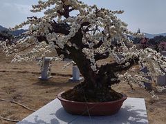 -香雪海