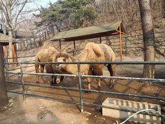 -大连森林动物园