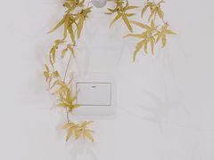 -素咫咖啡CLIFEROSE
