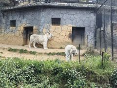 -昆明动物园
